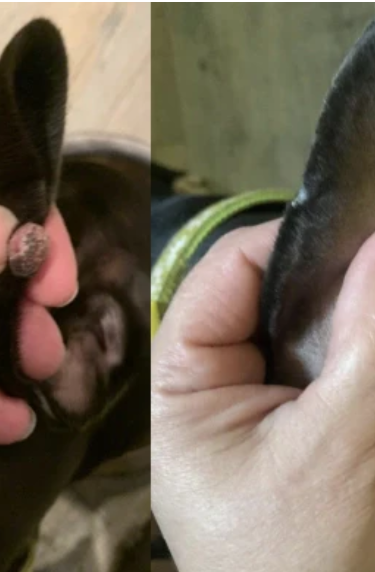 En menos de 2 meses su bulto se redujo muchisimo. Agradecido con ustedes