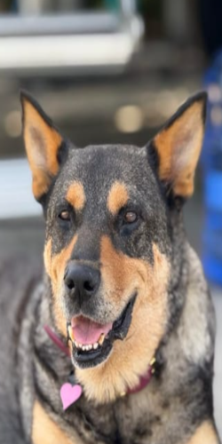 9 años tiene mi Nala, le volvió la energía de cachorra!!
